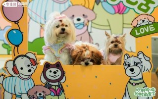 美腕打造宠物友好直播间：从选品策略传递科学养宠理念