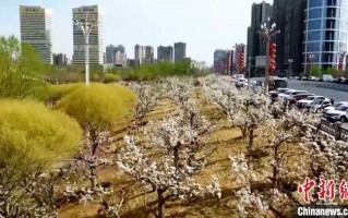 新疆库尔勒迎来“梨花季”