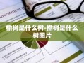 榆树是什么树-榆树是什么树图片