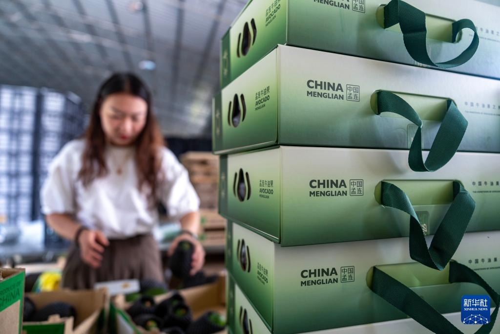 中国经济样本观察·县域样本篇丨这座西南小城，改变了“牛油果靠进口”的历史-第10张图片-芙蓉之城