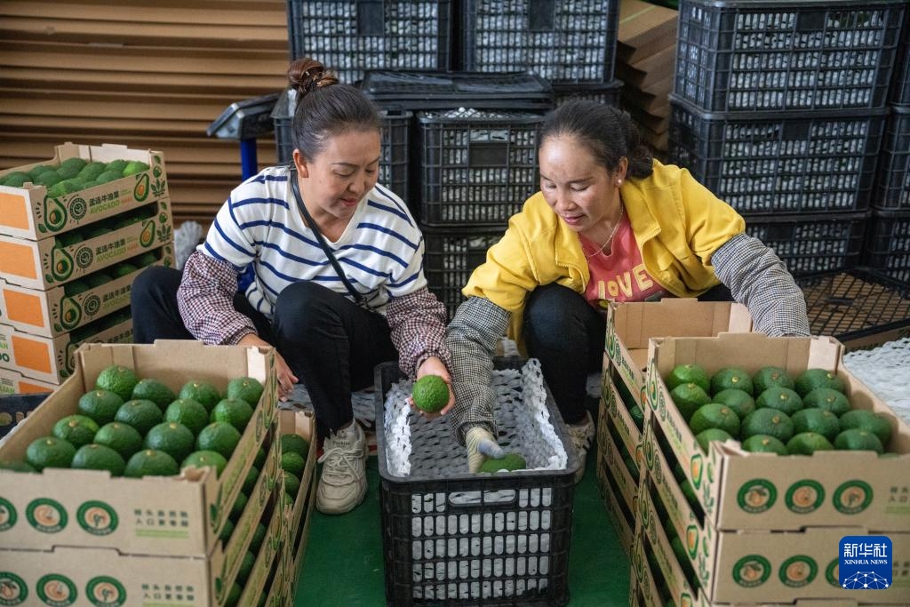 中国经济样本观察·县域样本篇丨这座西南小城，改变了“牛油果靠进口”的历史-第4张图片-芙蓉之城