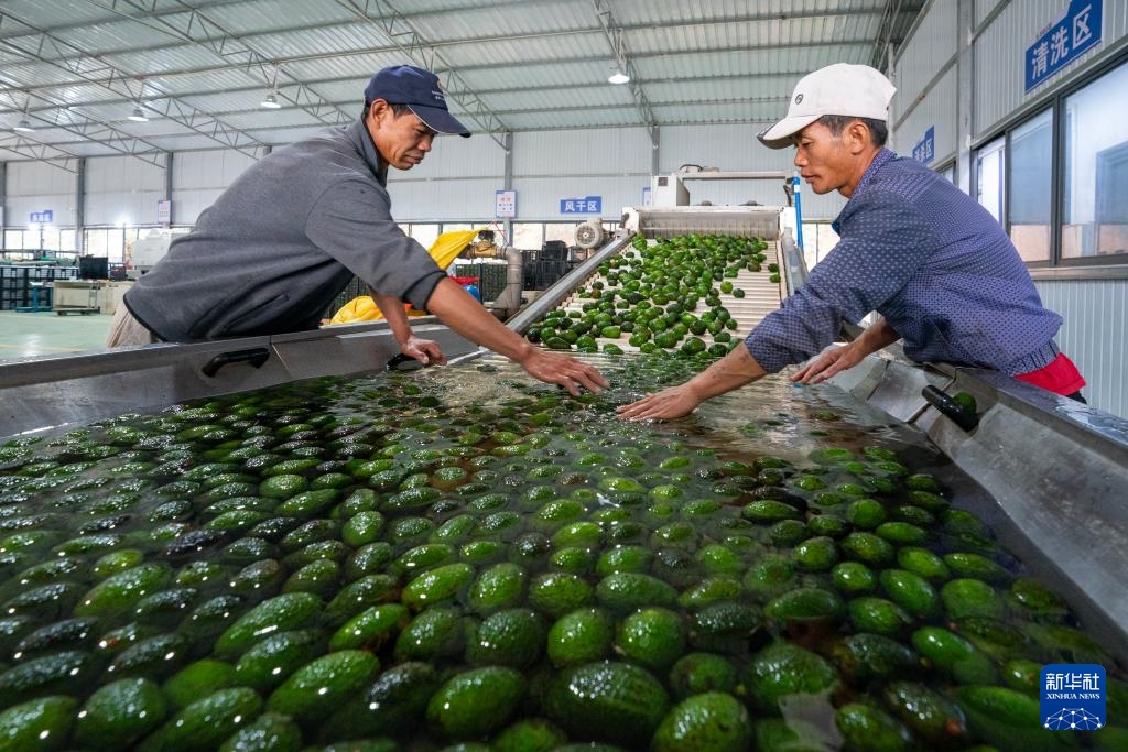 中国经济样本观察·县域样本篇丨这座西南小城，改变了“牛油果靠进口”的历史-第8张图片-芙蓉之城