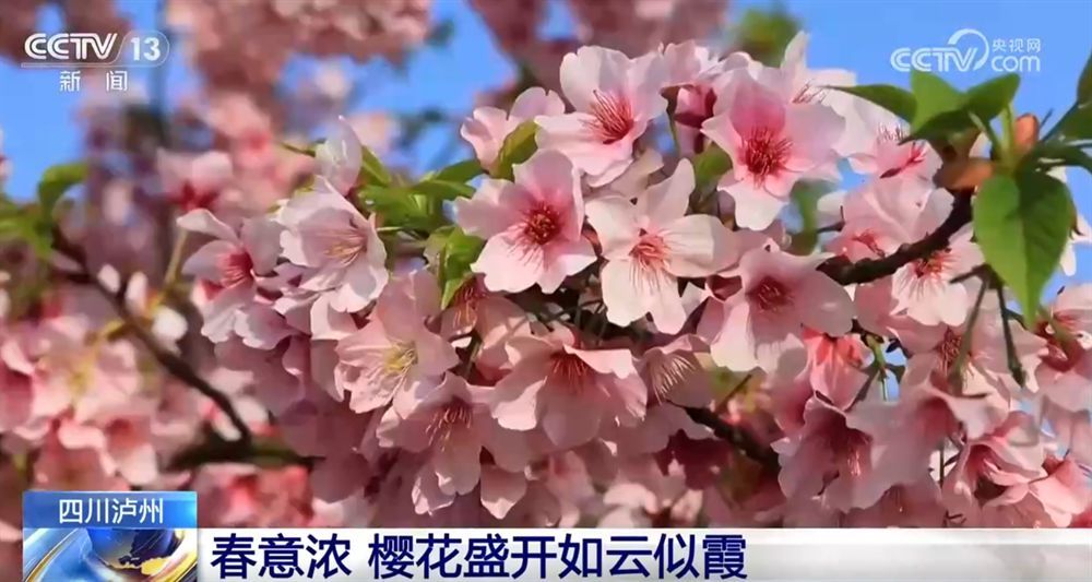 “赏花经济”带动文旅市场春潮涌动 为城乡消费注入蓬勃动能-第3张图片-芙蓉之城