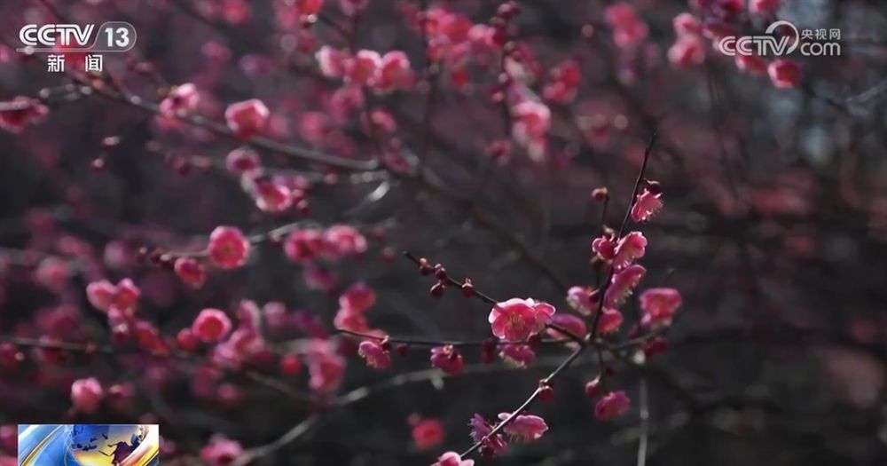 “赏花经济”带动文旅市场春潮涌动 为城乡消费注入蓬勃动能-第6张图片-芙蓉之城