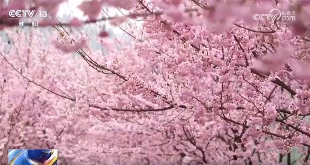 “赏花经济”带动文旅市场春潮涌动 为城乡消费注入蓬勃动能-第4张图片-芙蓉之城