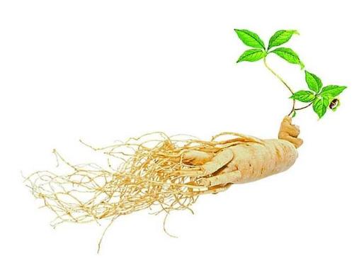突破“植物黄金”量产瓶颈：稀有人参皂苷高效生产新方案-第1张图片-芙蓉之城