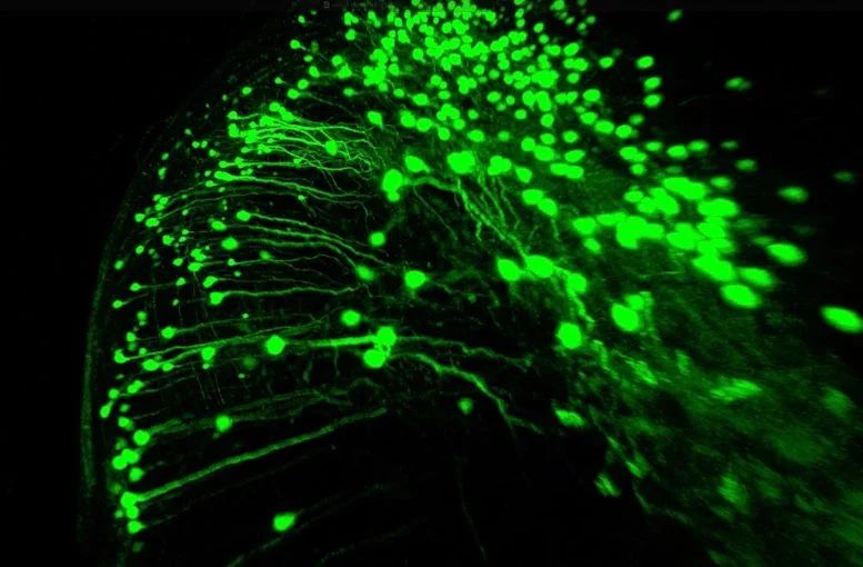 加拿大科学家发现新型脑细胞“卵形细胞”助力记忆研究-第1张图片-芙蓉之城