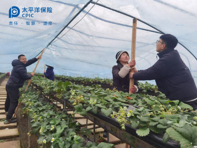 有智更有质！中国太保多管齐下绘就乡村振兴新画卷-第3张图片-芙蓉之城