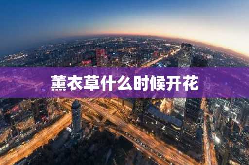 薰衣草什么时候开花-第1张图片-芙蓉之城