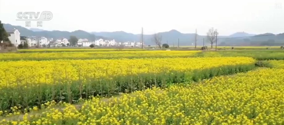 花样文旅“圈粉”引客来 “追花游”点亮旅游市场“多彩”引擎-第13张图片-芙蓉之城