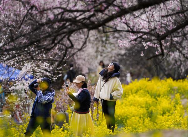 灼灼桃花织就高原生态画卷-第11张图片-芙蓉之城