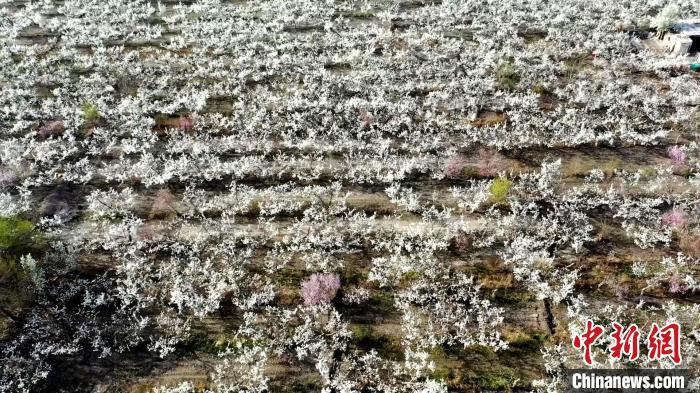 新疆库尔勒迎来“梨花季”-第3张图片-芙蓉之城