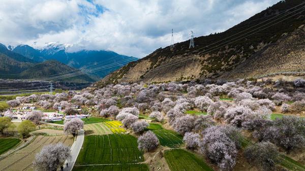 灼灼桃花织就高原生态画卷-第14张图片-芙蓉之城