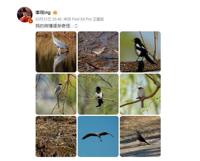 李现又去公园打鸟了 网友：被演员耽误的摄影师-第1张图片-芙蓉之城