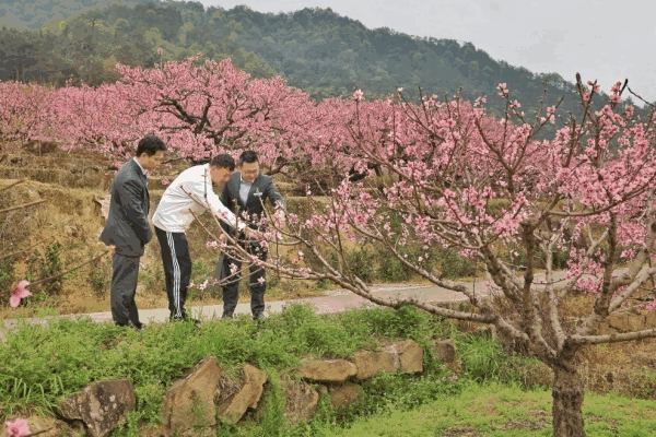 农行宁德分行：金融春雨润闽东 绘就春耕新图景-第4张图片-芙蓉之城