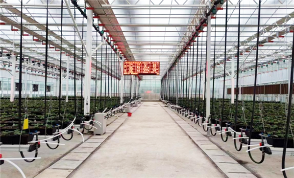 自主龙芯CPU变革传统农业！全国产的智慧草莓大棚-第1张图片-芙蓉之城